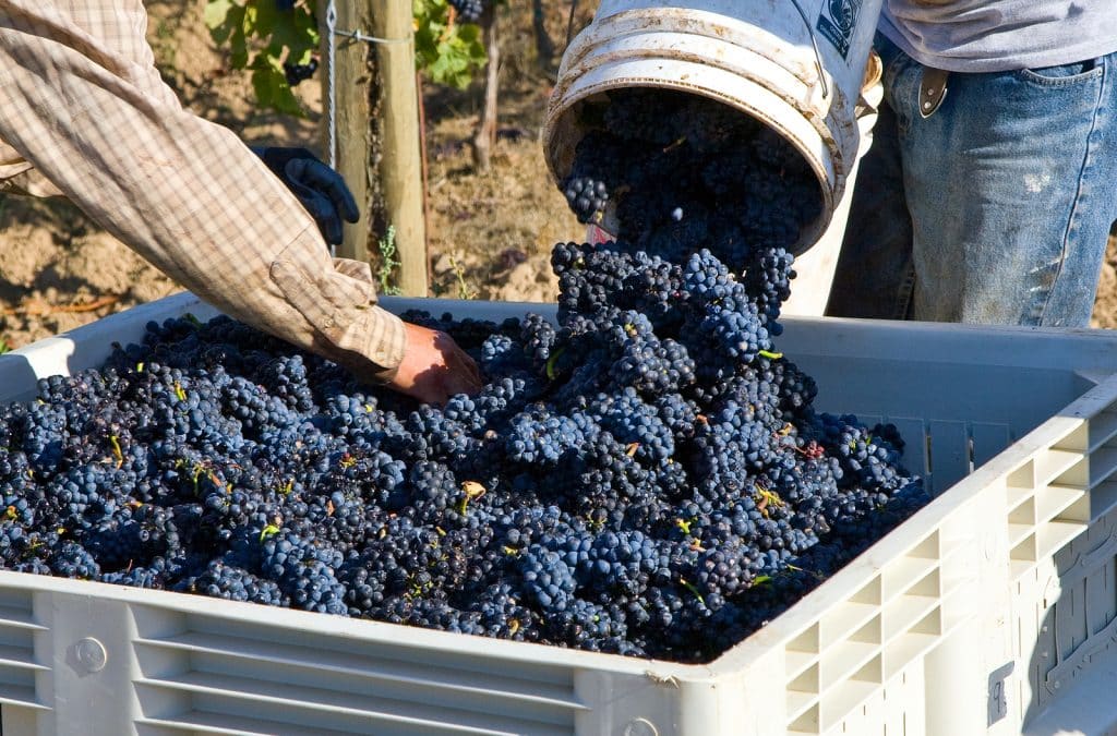 Elegant Concierge Services Shares Vacation Destinations for Wine Lovers 2